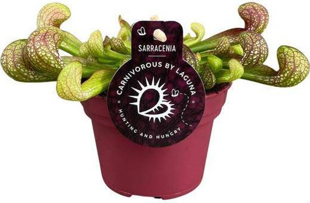 Papageien-Schlauchpflanze Sarracenia Psittacina – Zimmerpflanze – Ø12cm – 13cm – Exotische Fleischfressende Pflanze – Pflegeleicht & ...