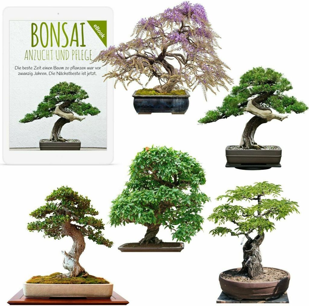 Semi di bonsai esotici ad alto tasso di germinazione - set Immagine del prodotto 