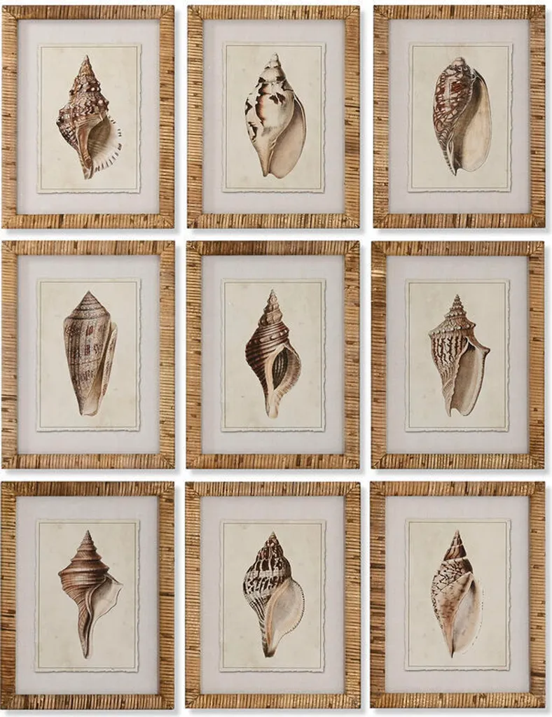 Lot 9 Tableaux Escargot de mer Méditerranéen ESPRIT 30 x 40 cm Design Mer