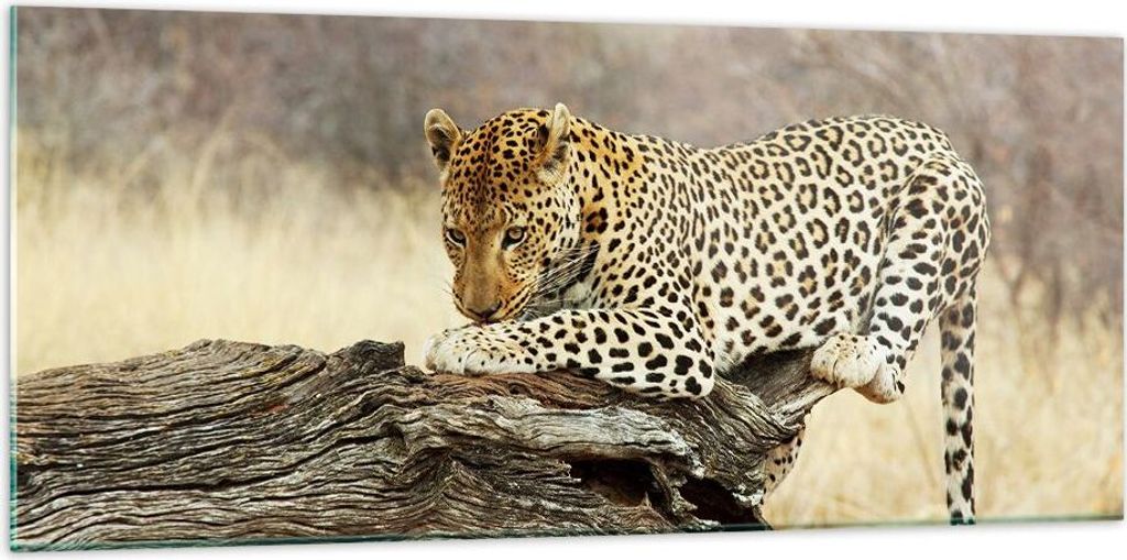 Bilder auf glas - Afrika Leopard Katze Safari - 120x50cm - Glasbilder - Wandbilder - Kunstdruck - zum Aufhängen bereit - Wanddekoration aus Glas -...
