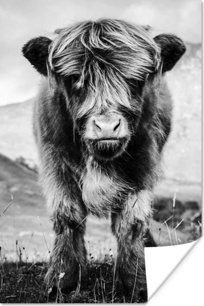 MuchoWow Poster Schottischer Highlander - Berg - Schwarz - Weiß 60x90 cm - Wanddekoration