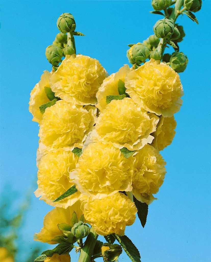 Alcea rosea 'Pleniflora Chaters', Stockrose, gelb, ca. 9x9 cm Topf