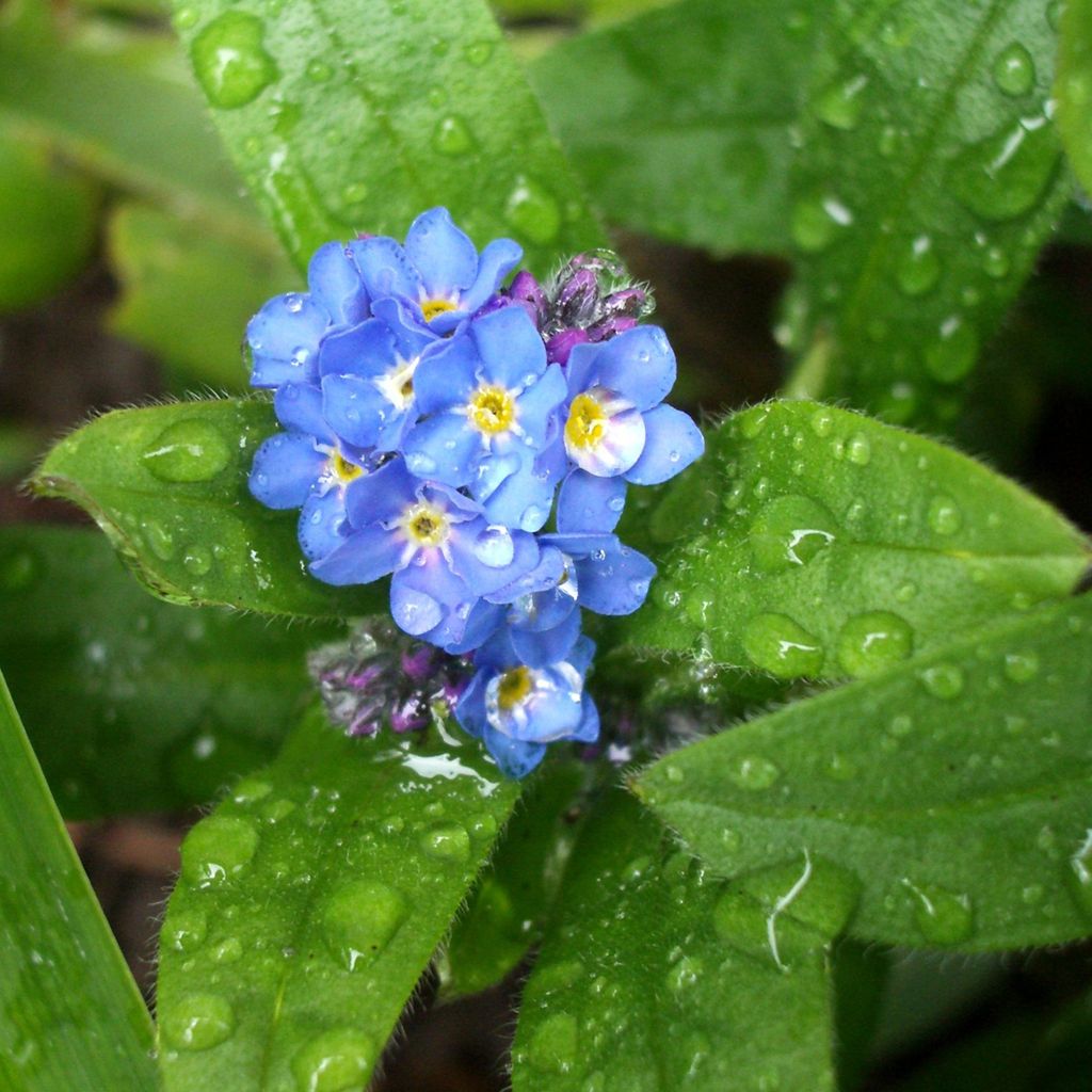 6 x zapomněnky bahenní - Myosotis palustris | květináč 9 cm Obrázek produktu 