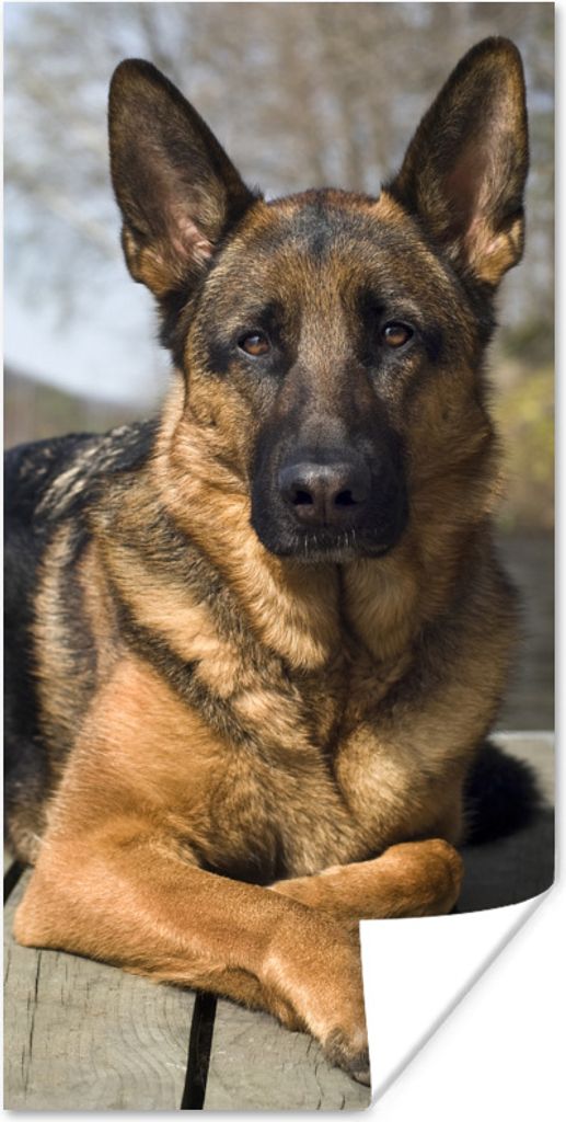 MuchoWow Poster Ein Deutscher Schäferhund auf einer Mole 80x160 cm - Kinderzimmer