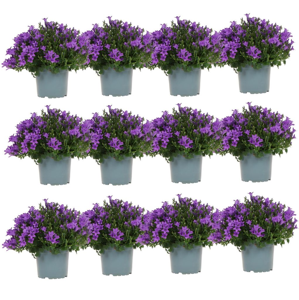 Campanula Addenda - Glockenblume Lila Topf Größe 12Cm - 2M2 Produktbild 