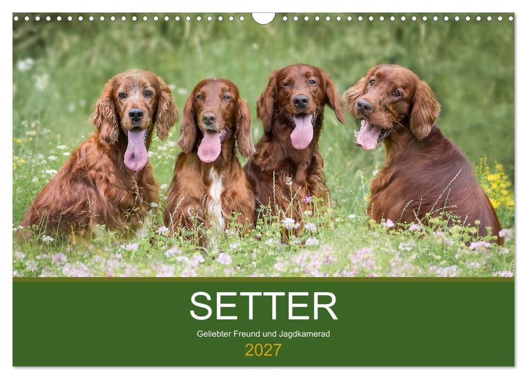 Setter - Geliebter Freund und Jagdkamerad (Wandkalender 2027 DIN A3 quer), CALVENDO Monatskalender