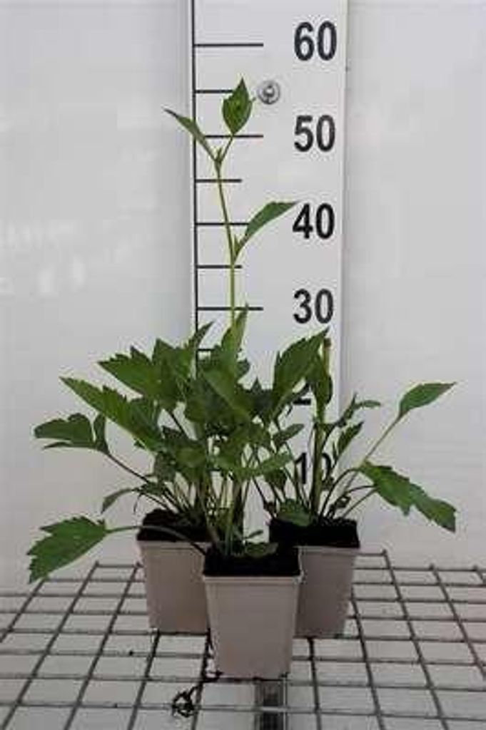 6 x Rudbeckia nitida 'Herbstsonne' - Sonnenhut - Topf 9 x 9 cm