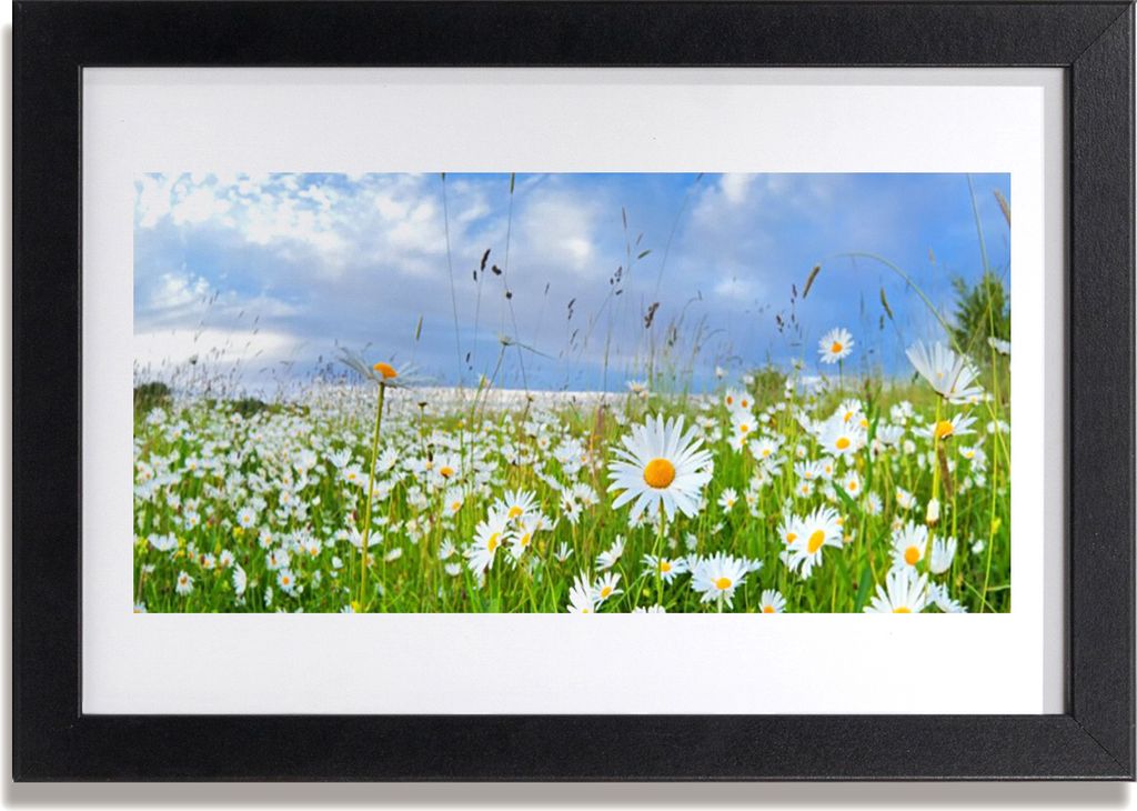 Bild 30x20 MDF-Rahmen Wandkunst Gänseblümchen-Wiese Natur