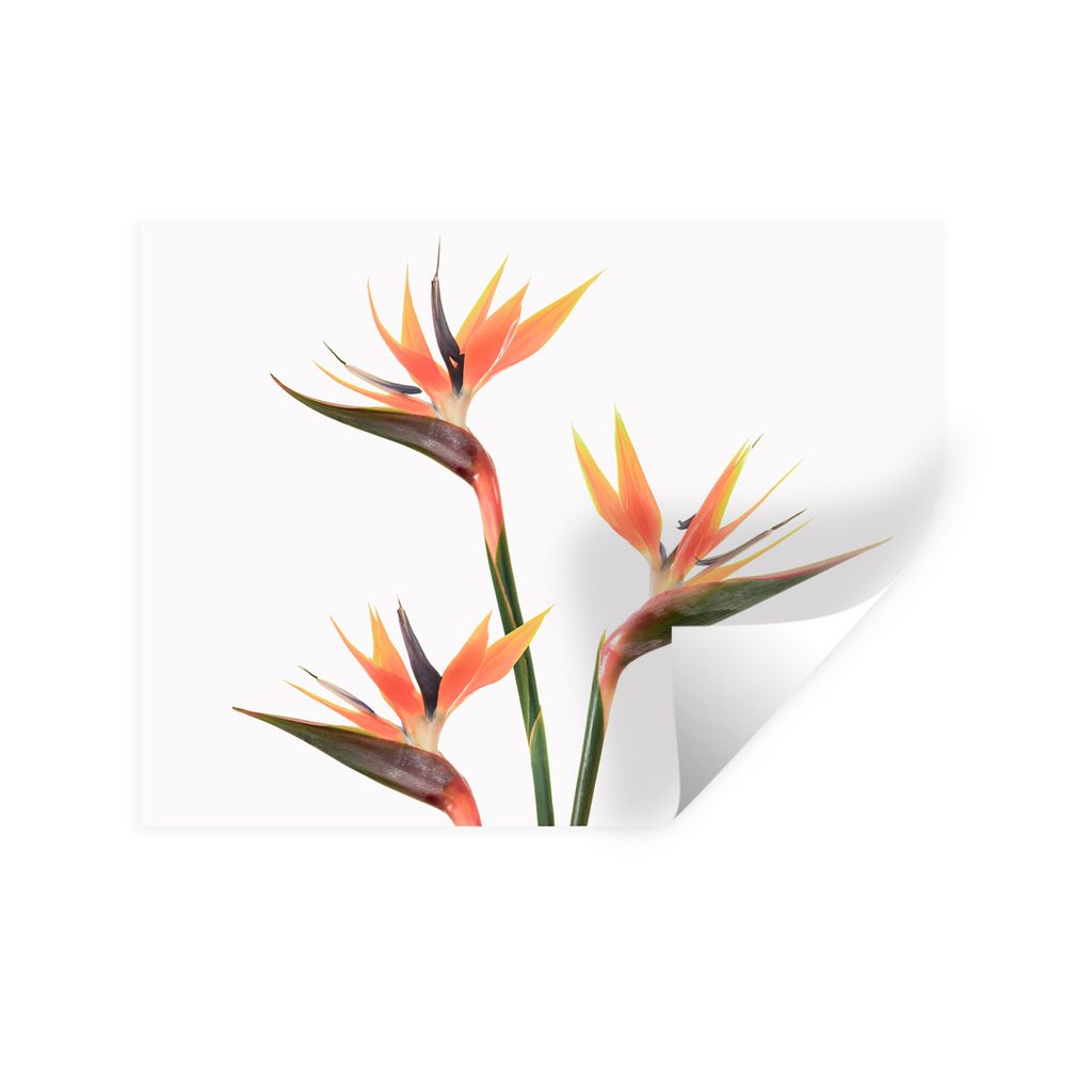 MuchoWow Wandtattoo Wandsticker Wandaufkleber Blumen - Orange - Natur - Pflanzen 120x90 cm Selbstklebend und Repositionierbar - Aufkleber