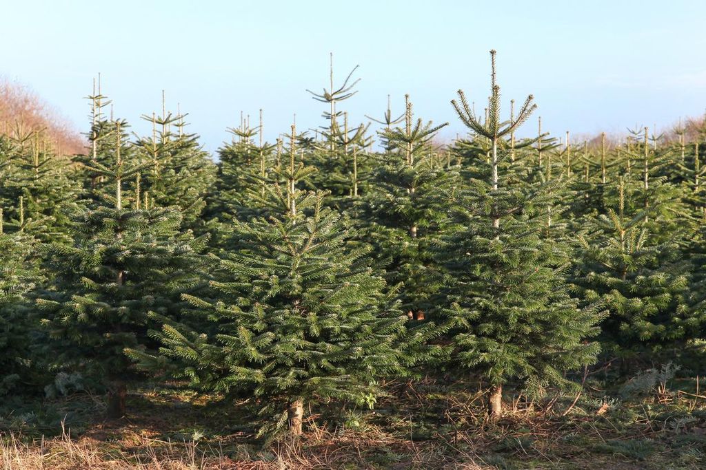 100 semi di abete Nordmann - Abies nordmanniana | Semi di Immagine del prodotto 