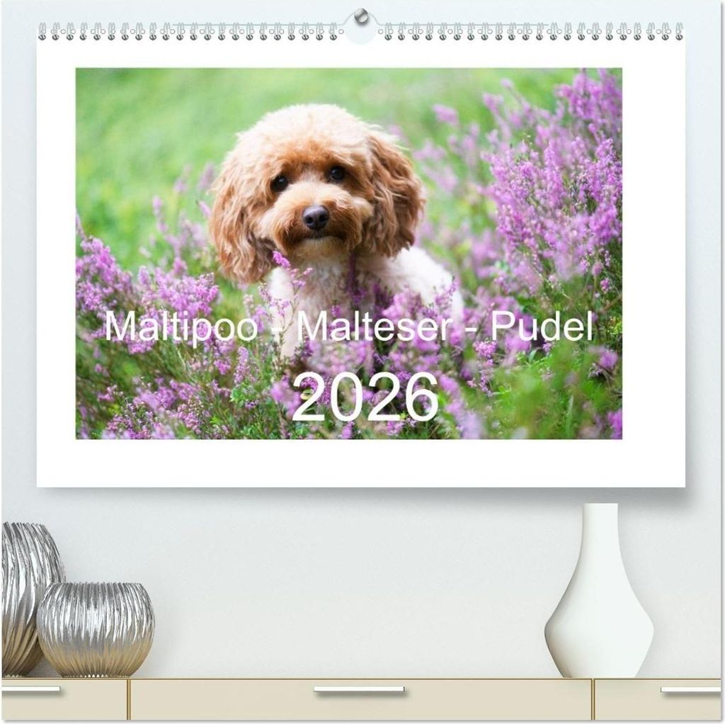 Maltipoo - Malteser -Pudel (hochwertiger Premium Wandkalender 2026 DIN A2 quer), Kunstdruck in Hochglanz