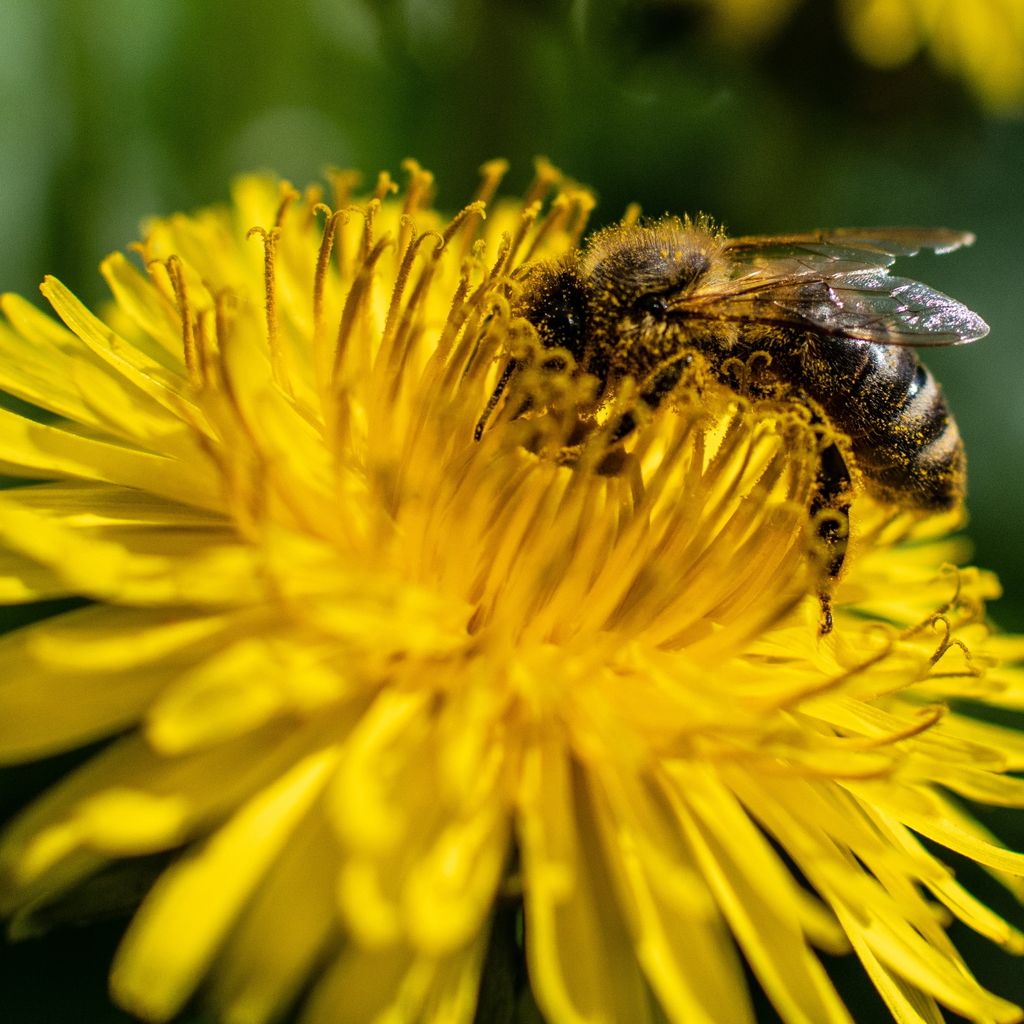 Löwenzahn Kultivierter Samen - Taraxacum officinale - Produktbild 6