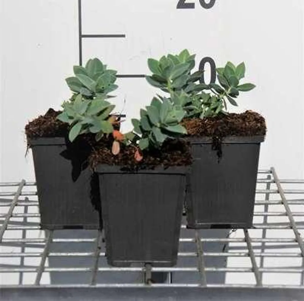 Euphorbe cyparissias : fini les mauvaises herbes, lot de 6 pots 9cm