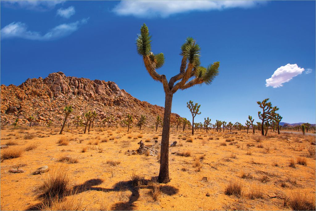 Wallario Premium Vliestapete Fototapete Palmlilie im Nationalpark Yucca Valley Wüstenlandschaft in der Größe 400 x 267 cm, extra dick, wird in 5...
