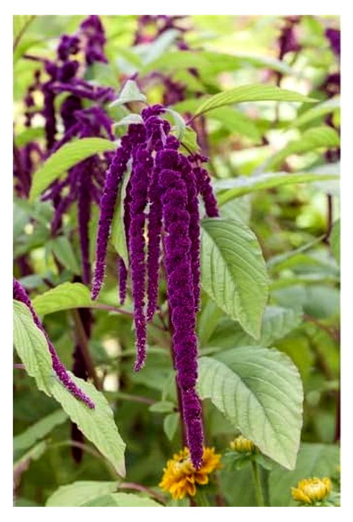 Zierpflanze Fuchsschwanz Rot, einjährig, mit überhängenden Blütenrispen, 60-80 cm Wuchshöhe