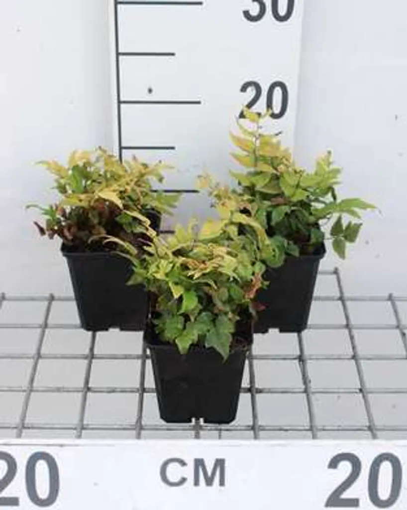 6 Cyrtomium fortunei - Fougère à bouclier brillant en pot de 9x9 cm