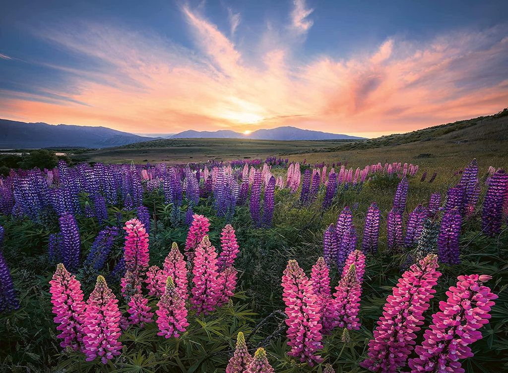 500-piece Lupins puzzle (Nature edition). Ages 12 and up. Immagine del prodotto 