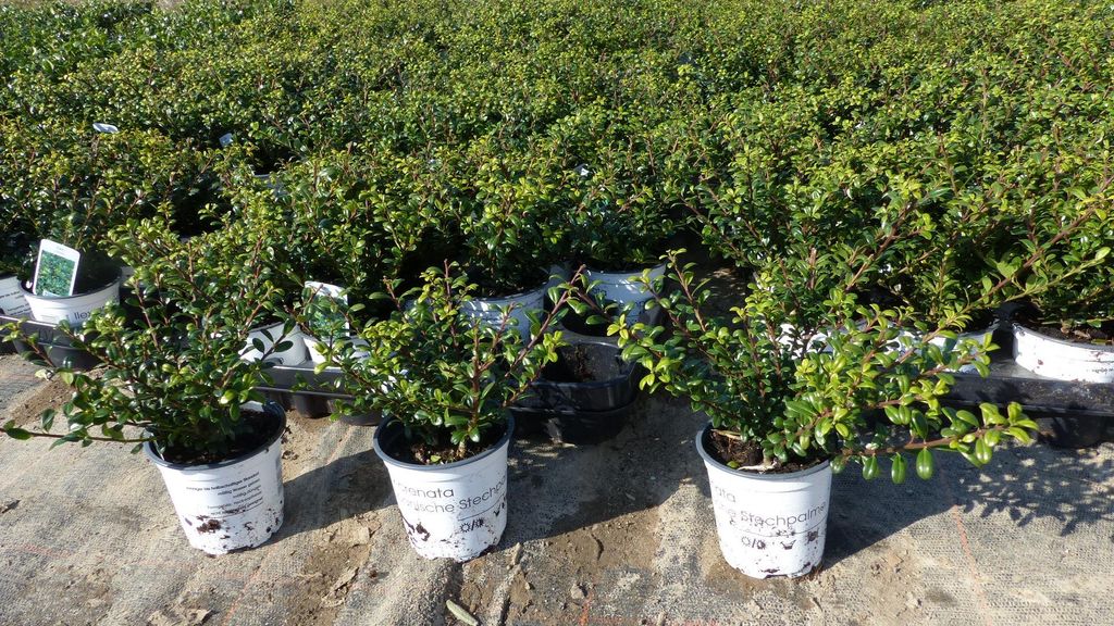 50 Stück Ilex crenata Stokes Heckenpflanze Buchsbaum Ersatz Produktbild 