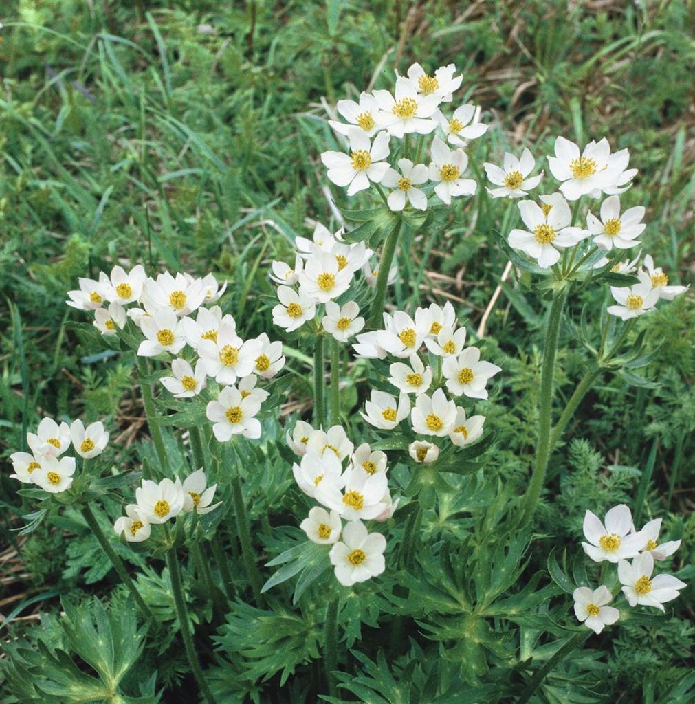 Anemone canadensis, Kanadische Anemone, weiß, ca. 9x9 cm Topf