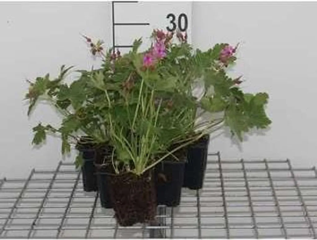 Géranium Bevan's Variety anti-mauvaises herbes - Pack de 6 vivaces 9cm