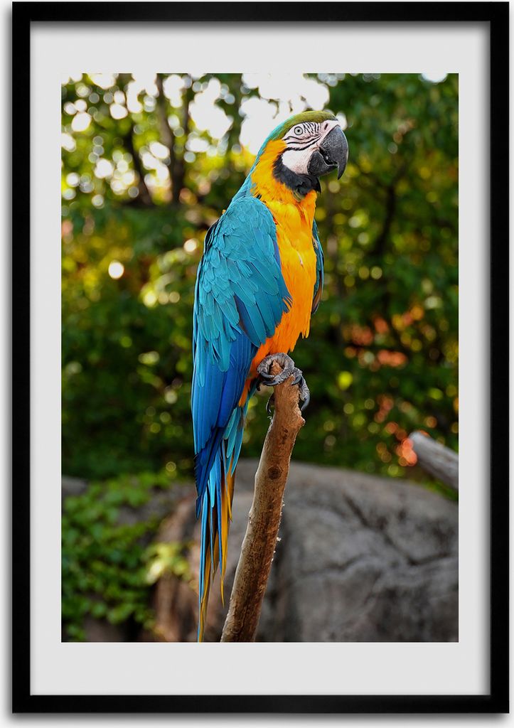 Bild - Bilderrahmen - 50 cm x 70 cm - MDF - Rahmen - Wandkunst Macaw Papagei
