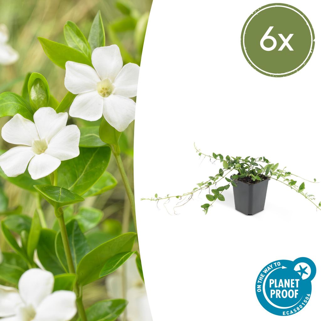 Bodendecker - Kleines Immergrün - Vinca minor 'Alba' - weißblühend - 9cm Topf - Set mit 6 Pflanzen