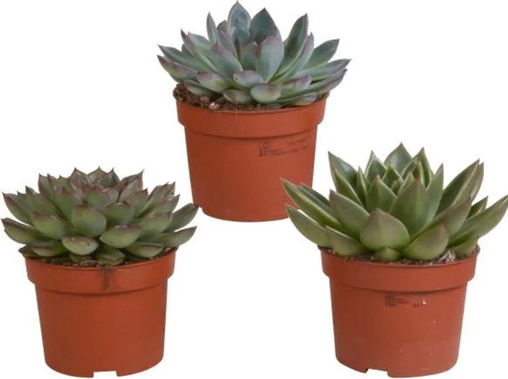 Plantes succulentes d'intérieur Echeveria Steinrose pour décoration bureau