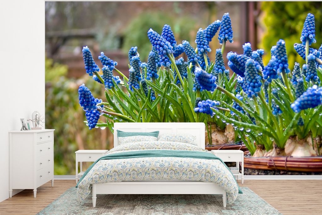 MuchoWow Fototapete für Wohnzimmer oder Schlafzimmer Wandtapete Vinyl Motivtapete Zwei Töpfe mit Traubenhyazinthen nach einem Regenguss - 295x2...