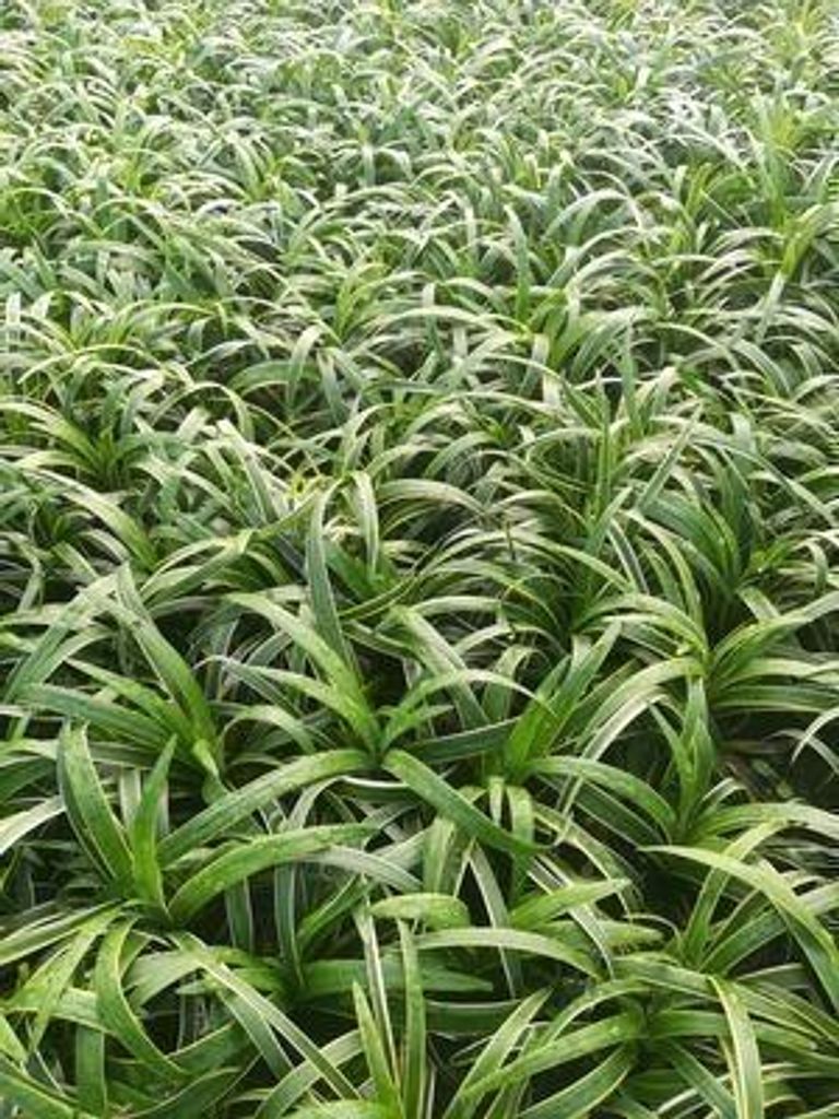 6 x Liriope musc. 'Gold Banded' - Lilientraube - Topf 9 x 9 cm