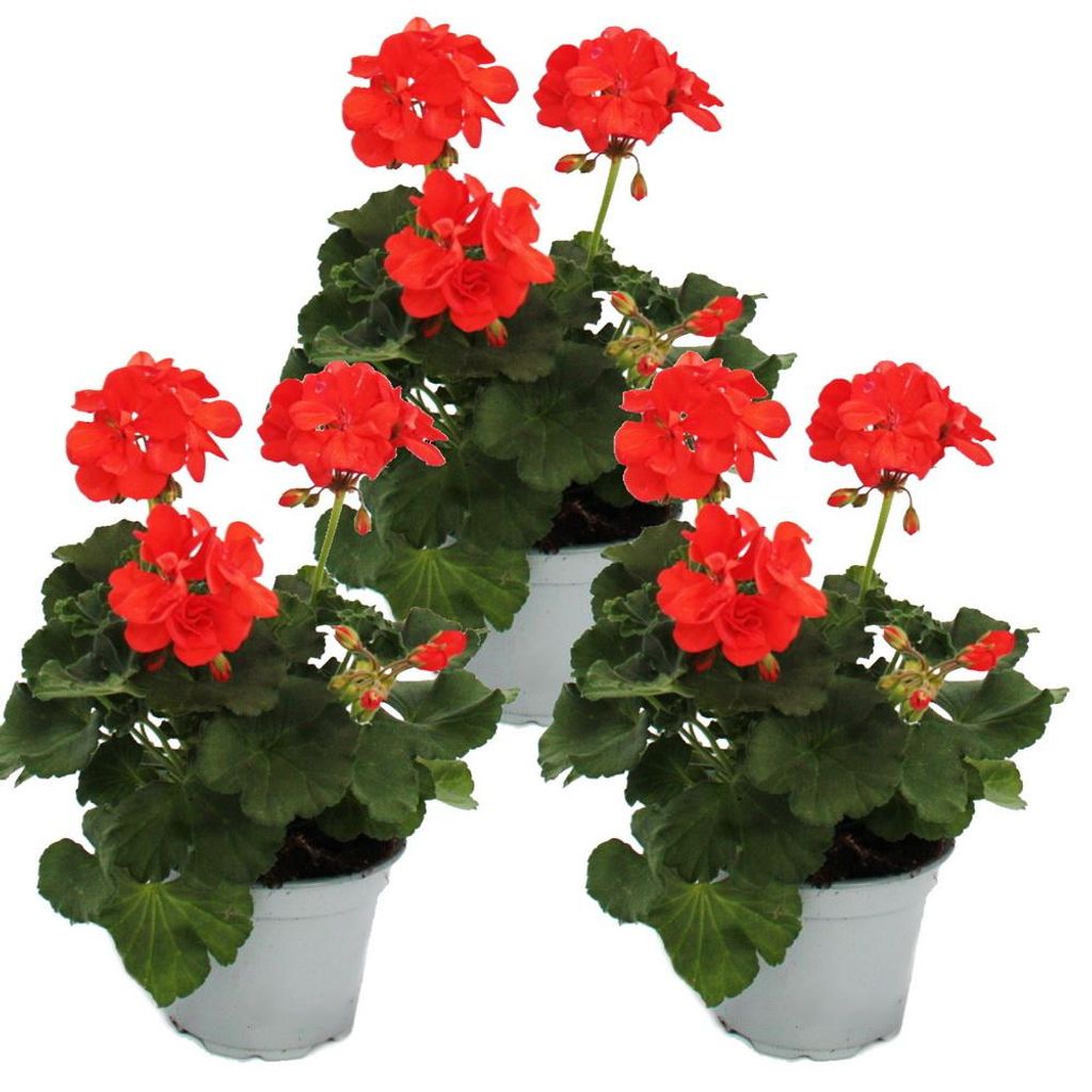 Pelargónia vzpriamená – Pelargonium zonale – kvetináč 12 cm Obrázok produktu 