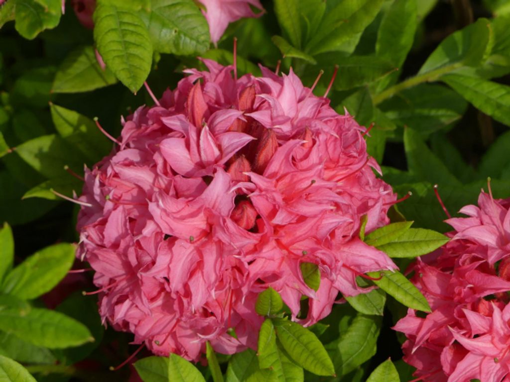 Sommergrüne Azalee Homebush - Rhododendron luteum Homebush Produktbild 