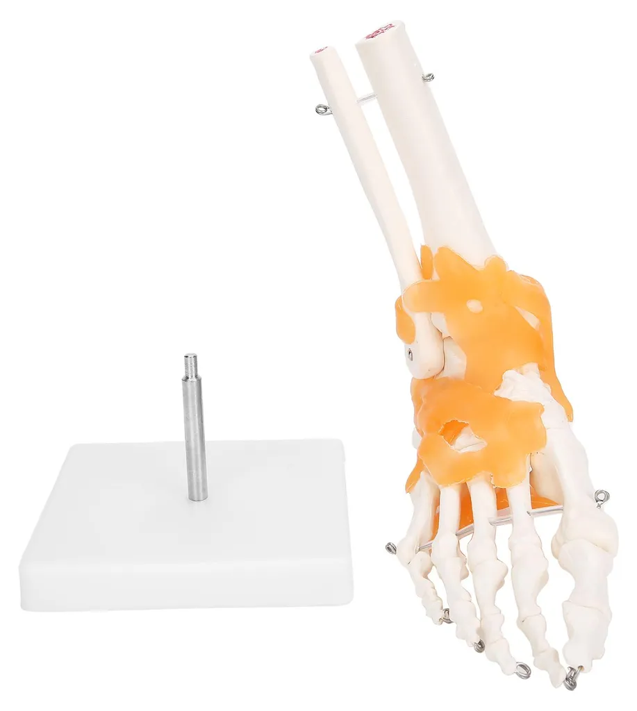 Squelette de pied articulé échelle 1:1 avec ligaments fonctionnels