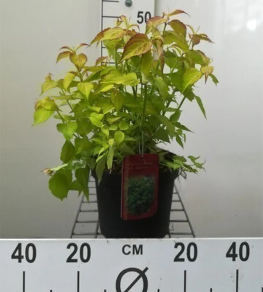 Arbuste Faisan Doré Leycesteria formosa - Hauteur 50 cm en Pot