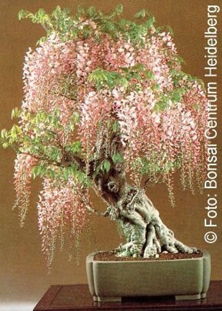 Tropica Blauregen Produktbild 