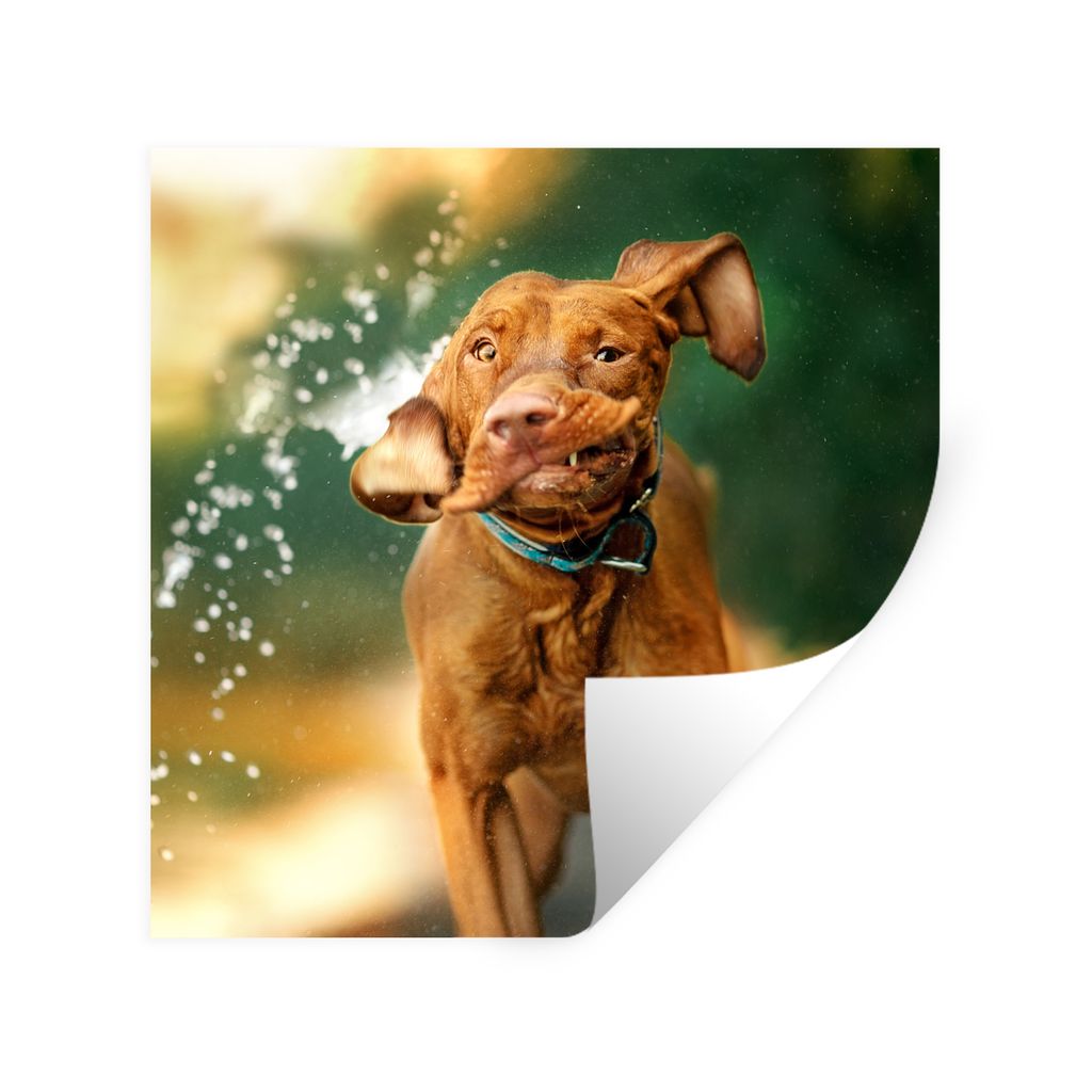 MuchoWow Wandtattoo Wandsticker Wandaufkleber Nass - Hund - Wasser 80x80 cm Selbstklebend und Repositionierbar - Wierderverwendbar - Selbstklebend