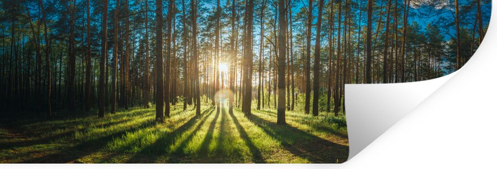 MuchoWow Wandtattoo Wandsticker Wandaufkleber Sonne - Bäume - Landschaft - Gras 60x20 cm Selbstklebend und Repositionierbar - Faltenfrei