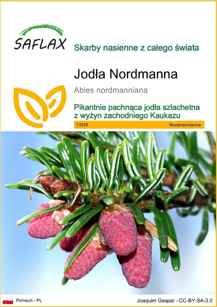 SAFLAX - Jodła Nordmanna - 20 Nasiona - Abies nordmanniana Zdjęcie produktu 
