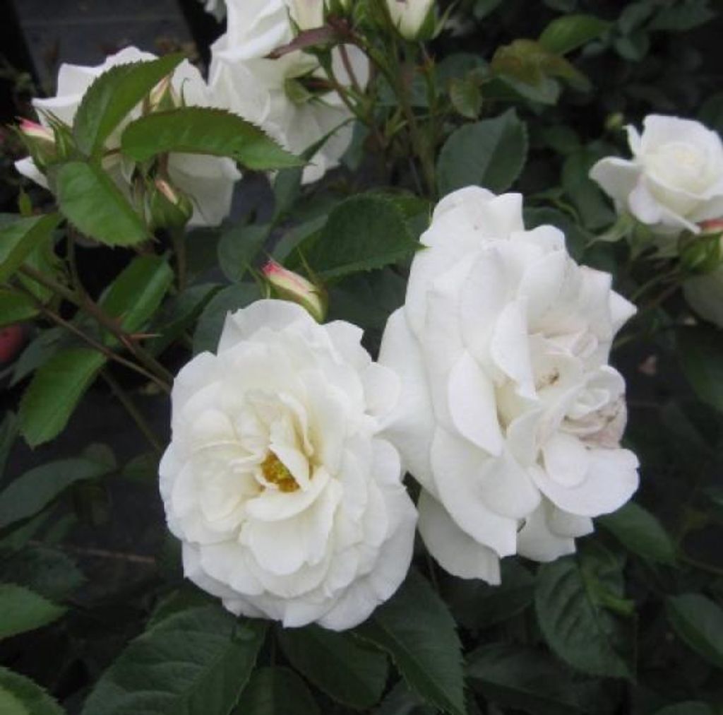 Hochstammrose Baby Schneewittchen - weiß - Kordes Rose - 90cm Stamm + Krone