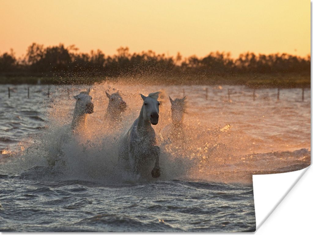 MuchoWow Poster Pferde galoppieren durch tiefes Wasser in der Camargue 40x30 cm - Plakate für die Wände - Poster Wohnzimmer