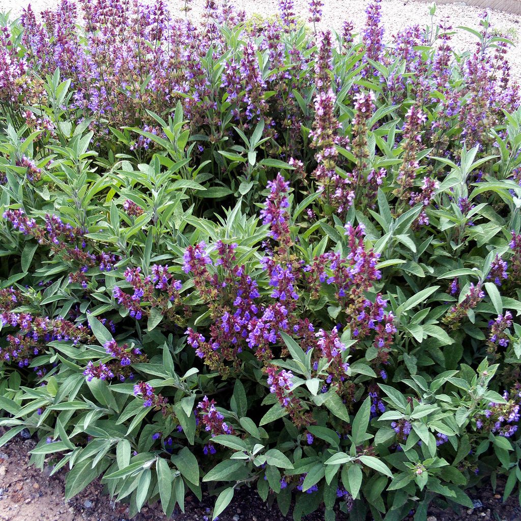 6 x Salvia vera - Salvia officinalis | vaso 9cm x 9cm Immagine del prodotto 