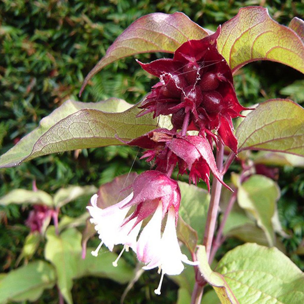 2 x  Schöne Leycesterie  - Leycesteria formosa 'Purple Produktbild 