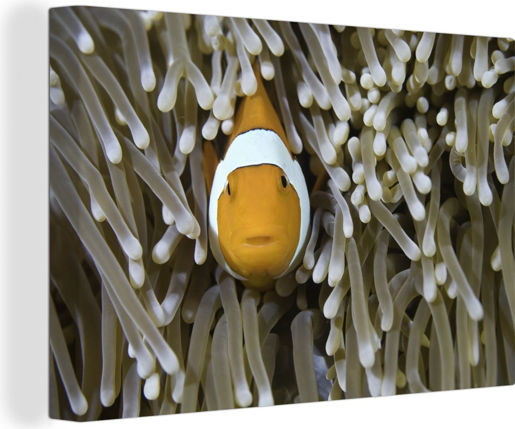 OneMillionCanvasses - Leinwandbilder - 140x90 cm, Clownfisch späht aus der Koralle, Wandbilder Kunstdruck Wanddekoration - Foto auf Leinwand - G...
