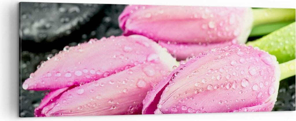 Bild auf Leinwand - Leinwandbild - Tulpen Tau Steine Pflanze - 140x50cm - Wand Bild - Wanddeko - Leinwanddruck - Bilder - Kunstdruck - Wanddekorati...