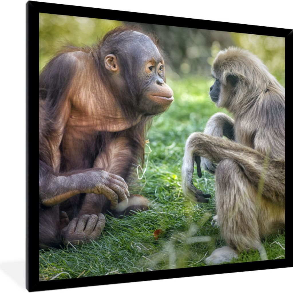 MuchoWow Gerahmtes Poster Affen - Tiere - Familie 40x40 cm - Poster mit Schwarzem Bilderrahmen Wandposter Rahmen Foto Bilder - Mit Rahmen - Wandd...