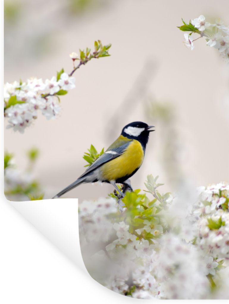 MuchoWow Wandtattoo Wandsticker Wandaufkleber Vogel - Kohlmeise - Blumen - Blütenbaum 30x40 cm Selbstklebend und Repositionierbar - Sticker - De...
