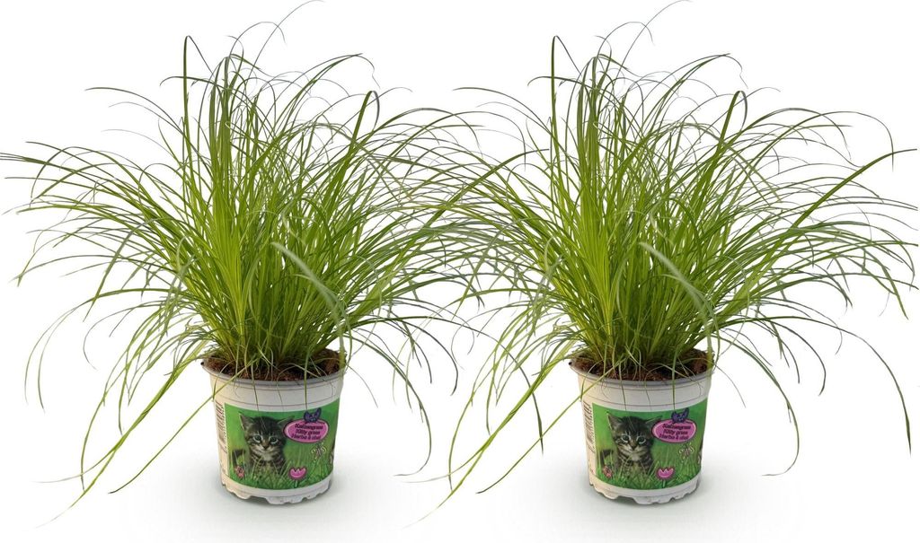 Cyperus alternifolius Zumula – 2 Pflanzen Set – Ø12cm Höhe 28–30cm – Katzengras mit fächerförmigen Blättern – Haustierfreundliche Zi...