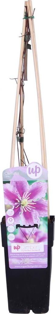 Bloomique - Clematis Piilu - Großblütige Waldrebe - Produktbild 