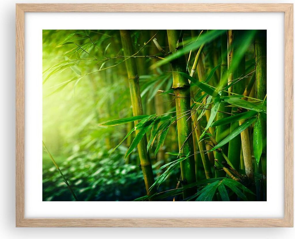 Gerahmtes Poster - Rahmen in heller Eiche - Bambus Pflanze - 50x40 cm - Wand Bild - Wanddeko - Wandbilder - Kunstposter - Wandposter - Bilderrahmen...