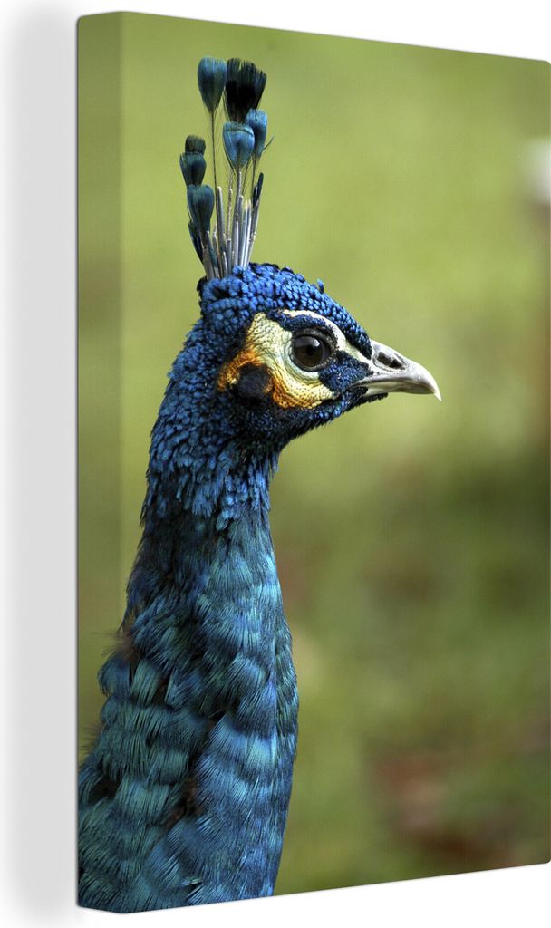 OneMillionCanvasses - Leinwandbilder - Bild auf Leinwand Wandbild Leinwandbild Pfau - Porträt - Blau, 60x90 cm, Kunstdruck Wandkunst Gemälde au...