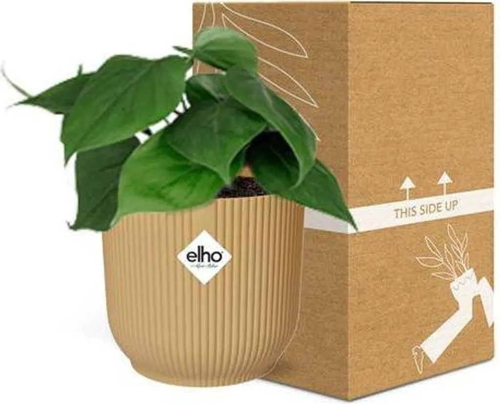 Philodendron grimpant en pot jaune 14cm : feuillage dense et robuste - 3
